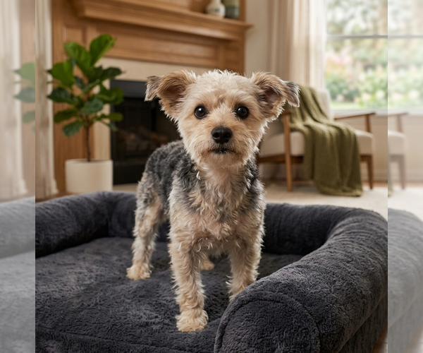 Medium Photo #1 Mutt Puppy For Sale in Vail, AZ, USA