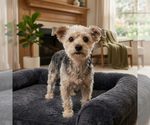 Small Mutt