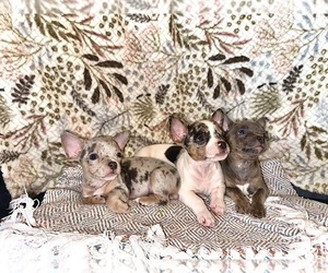 French Bulldog-Rat Terrier Mix Puppy for sale in BROOKSVILLE, FL, USA