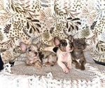 Small Photo #1 French Bulldog-Rat Terrier Mix Puppy For Sale in BROOKSVILLE, FL, USA
