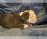 Small Photo #3 English Bulldog Puppy For Sale in RICHMOND, VA, USA