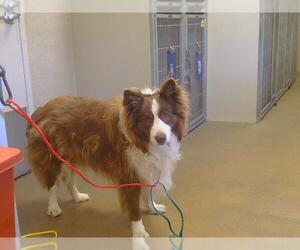 Border Collie Dogs for adoption in Sacramento, CA, USA