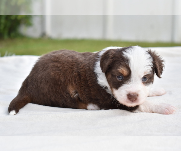 Medium Photo #6 Miniature Australian Shepherd Puppy For Sale in PALM COAST, FL, USA
