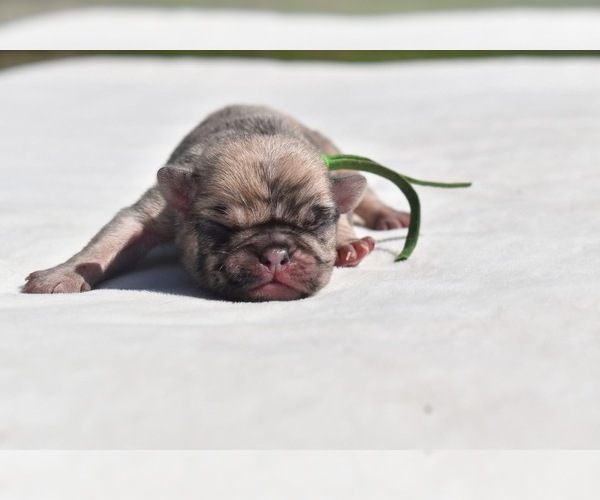 Medium Photo #2 Pug Puppy For Sale in PALM COAST, FL, USA