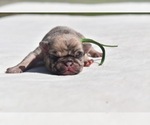 Small #1 Pug
