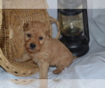 Small Photo #8 Cavapoo (Miniature)-Poodle (Toy) Mix Puppy For Sale in GREENWOOD, WI, USA