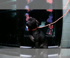 German Shepherd Dog-Unknown Mix Dogs for adoption in Tulsa, OK, USA