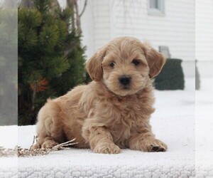 Goldendoodle-Poodle (Miniature) Mix Puppy for sale in GAP, PA, USA