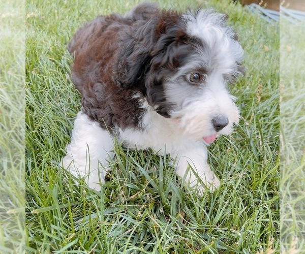 Medium Photo #4 Aussie-Poo Puppy For Sale in BOYDS, MD, USA