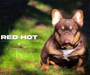 Father of the French Bulldog puppies born on 06/10/2025