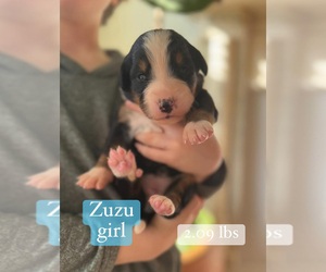 Bernese Mountain Dog Puppy for sale in FLORENCE, AL, USA