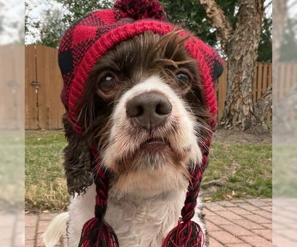 Medium Photo #6 Cocker Spaniel Puppy For Sale in Arlington, VA, USA