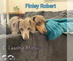 Small Photo #23 Dachshund Puppy For Sale in San Antonio, TX, USA