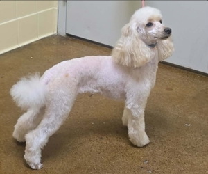 Mother of the Poodle (Miniature) puppies born on 06/02/2026