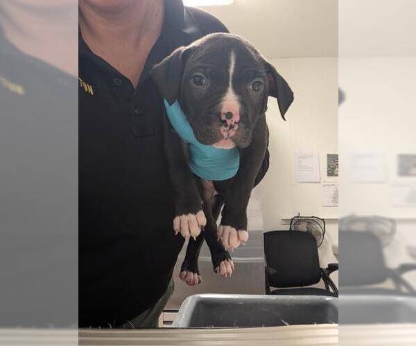 Medium Photo #1 Mutt Puppy For Sale in Bakersfield, CA, USA