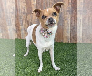 Boston Huahua Dogs for adoption in Corona, CA, USA