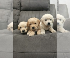 Golden Retriever Puppy for sale in ELVERTA, CA, USA