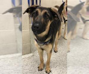 German Shepherd Dog-Unknown Mix Dogs for adoption in Conroe, TX, USA