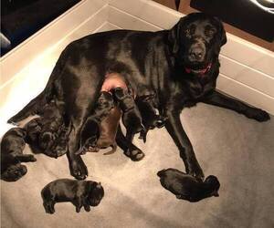 Mother of the Labrador Retriever puppies born on 01/01/2022