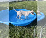 Small #1 Labrador Retriever Mix