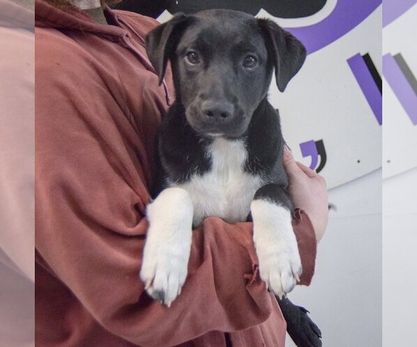 Medium Photo #3 Labrador Retriever Puppy For Sale in Huntley, IL, USA