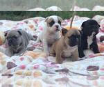 Small Photo #5 French Bulldog Puppy For Sale in FLORENCE, KY, USA