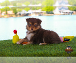 Small Photo #15 Miniature Australian Shepherd Puppy For Sale in GRANBURY, TX, USA