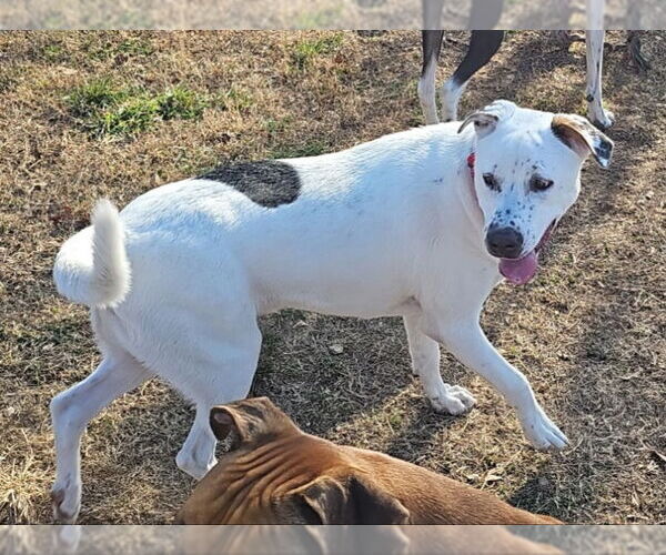 Medium Photo #9 Border Collie-Unknown Mix Puppy For Sale in Mesa, AZ, USA