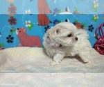 Small #1 Maltese