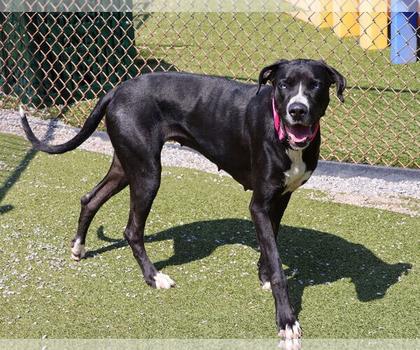 Medium Photo #1 Great Dane Puppy For Sale in Rockaway, NJ, USA