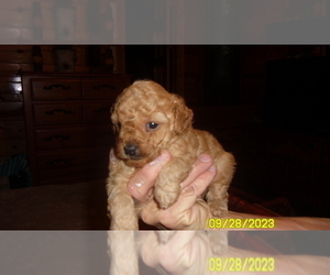 Poodle (Toy) Puppy for sale in DULUTH, GA, USA
