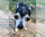 Small #2 Chihuahua
