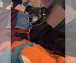 Small Photo #2 Italian Greyhound-Unknown Mix Puppy For Sale in Palatka, FL, USA
