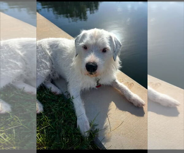 Medium Photo #1 Parson Russell Terrier Puppy For Sale in Key Largo, FL, USA