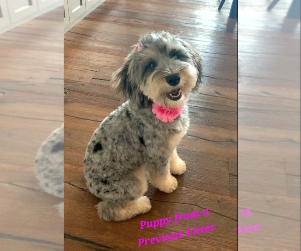 Medium Photo #7 Whoodle (Miniature) Puppy For Sale in PHELAN, CA, USA