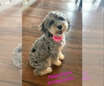Small #6 Whoodle (Miniature)