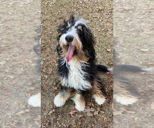 Mother of the Bernedoodle puppies born on 12/10/2021