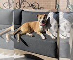 Small #1 American Pit Bull Terrier Mix
