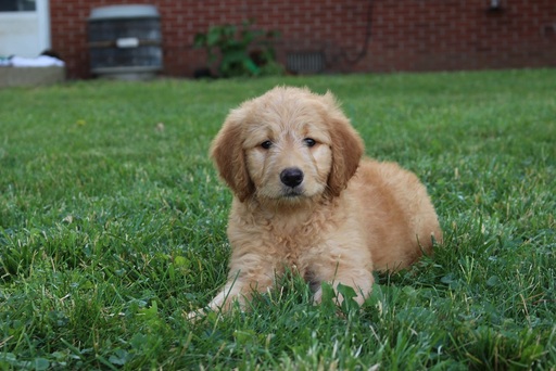 Medium Photo #1 Goldendoodle Puppy For Sale in FALKVILLE, AL, USA