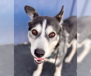 Siberian Husky-Unknown Mix Dogs for adoption in Lake Forest, CA, USA