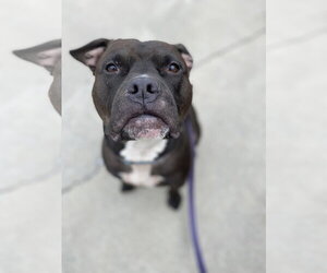 Wally - Male Staffordshire Bull Terrier-Unknown Mix Dog for Adoption - Photo #5