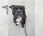 Small Photo #5 Staffordshire Bull Terrier-Unknown Mix Puppy For Sale in Lockport, NY, USA