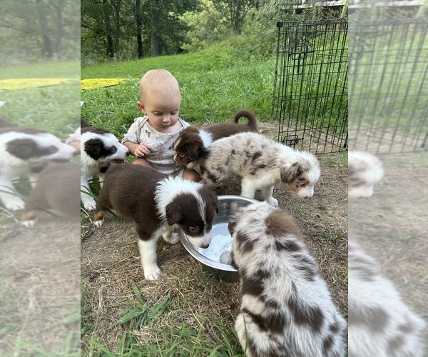 Medium Photo #30 Australian Shepherd Puppy For Sale in HYDEN, KY, USA
