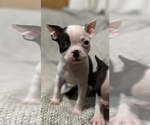 Small Photo #6 Boston Terrier Puppy For Sale in NEWBURY, MA, USA