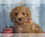 Small Photo #16 Poodle (Toy) Puppy For Sale in SANGER, TX, USA