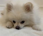 Small Photo #8 Pomeranian Puppy For Sale in BUENA PARK, CA, USA