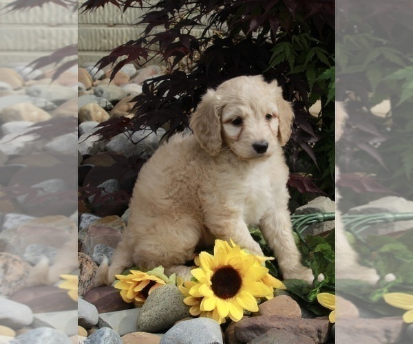 Medium Photo #13 Goldendoodle Puppy For Sale in FREDERICKSBURG, OH, USA