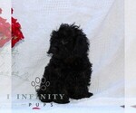 Small #1 Cavapoo
