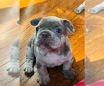 Small #3 French Bulldog