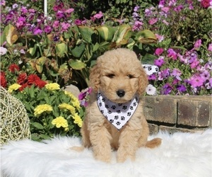 Goldendoodle Puppy for sale in FREDERICKSBURG, OH, USA